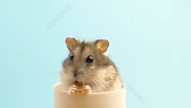 Closeup of a small funny miniature jungar hamster eating bread crums. Fluffy and cute Dzhungar rat at home.