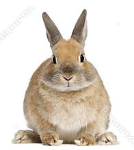 Dwarf rabbit, 6 months old
