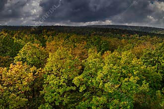 Deciduous Forest Autumn