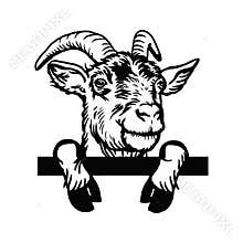 Horned goat - Cheeky Goat peeking out - face head isolated on white - vector stock
