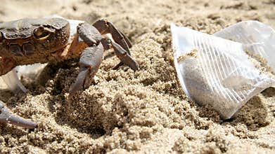 Marine sea crab living on plastic glasses Waste pollution.Dirty contaminated ecosystem,pollution damage,animals