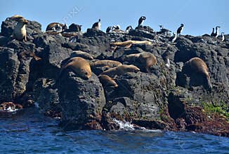 Seal Rocks a natural environment for colonies of seals and birdlife