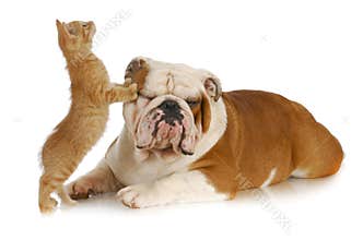 Cat and dog