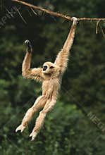 White-Handed Gibbon, hylobates lar, Adult Hanging from Liana
