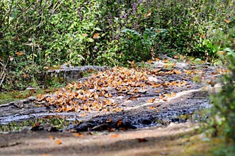 Monarch Butterflies on the ground at El Rosario Monarch Butterfly Preserve