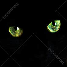 Eyes of a black cat