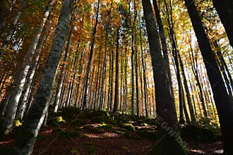 The shadows and colors of autumn