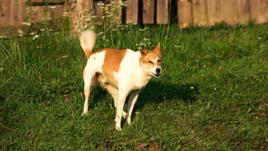 Dog barking on a green yard.