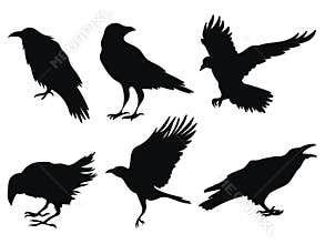 Set of ravens. A collection of black crows. Silhouette of a flying crow. Vector illustration of ravens silhouette