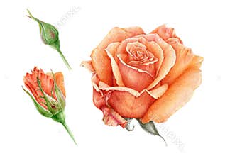 Watercolor illustration set of a orange beautiful rose with buds. Peach hand drawn botanical flower in the full bloom.