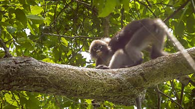 Jung dusky leaf monkey, langur in forest playing with an other, Railay, Krabi, Thailand