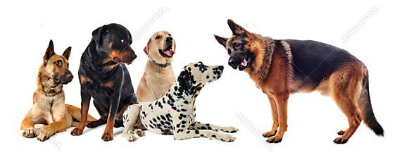 Group of dogs