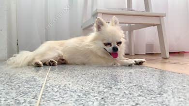 Close up a cute beige long hair chihuahua puppy dog lies on the floor and pant heavily with tongue out from the heat in summer.