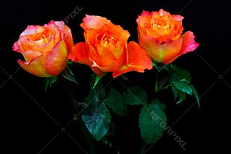 Three aromatic rosa caribbean or caribbean roses against black background