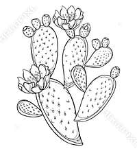 Vector branch of outline Indian fig Opuntia or prickly pear cactus, fruit, flower and spiny stem in black isolated on white.