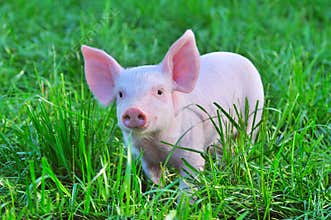 Small pig