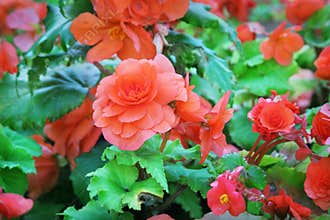 Begonia