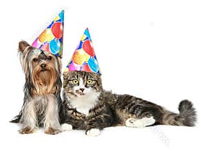 Cat and dog in party hat on a white background