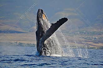 Breaching Humpback Whale