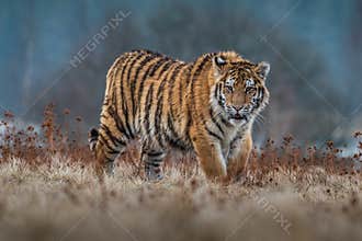 Siberian Tiger running. Beautiful, dynamic and powerful photo of this majestic animal.