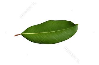 Magnolia tree leaf close up cutout