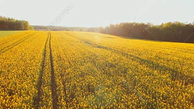 Aerial drone shot over rapeseed canola crop field. Rapeseed Field With Wavy Abstract Landscape Pattern.