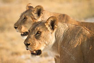 Lions