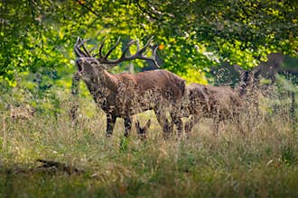 Big Red Deer Stags Cervus elaphus