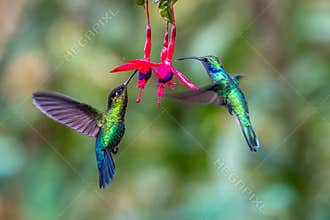 Blue hummingbird Violet Sabrewing flying