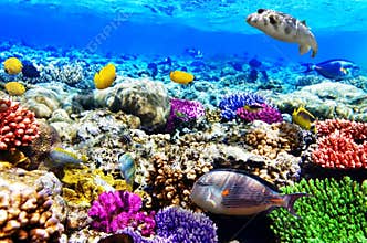 Coral and fish