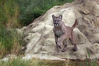 Leaping Mountain Lion