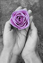 Rose in hands