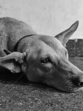 House dog , sad , portrait, pet
