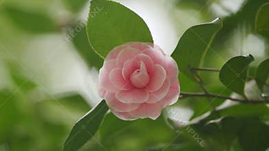 Pink Camellia Japonica In Spring Festival Flowers. Pink Camellia Flower With Green Leafs. Pan.