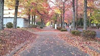 Autumn season in Japan. A trial through the colorful Momiji or maple trees.