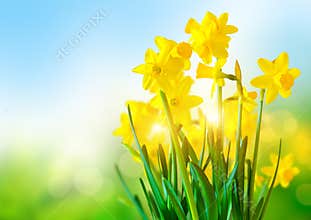 Bright Yellow Daffodils