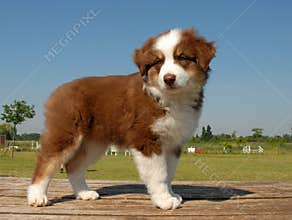 Puppy australian shepherd