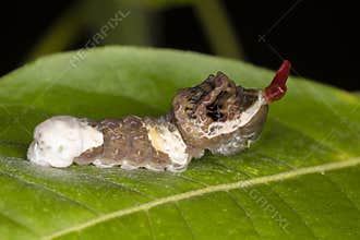A Giant Swallowtail butterfly larva (Papilio cresphontes) mimics both a bird dropping and a snake to avoid predation