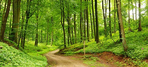 Forest path panorama