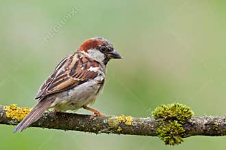 House Sparrow (Passer domesticus).