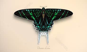 Urania leilus butterfly. Realistic illustration of the Fulgens Urania Moth, with emerald green and turquoise wings