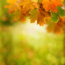 Autumn background