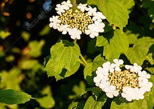 Flowering bush of red viburnum in the rays of the sun in the farm