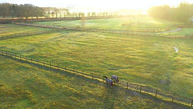 Two horses communicate against the rising sun. Aerial Drone Footage - Sunrise