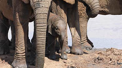 Cute baby elephant - Addo Elephant National Park