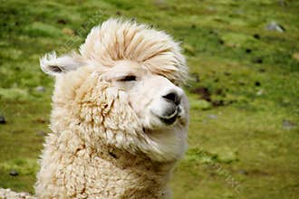 Alpaca animal portrait