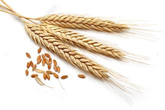 Wheat bundle