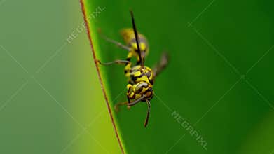 Polistes dominula, a very dangerous wasp