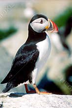Puffin