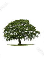 The Ancient Oak